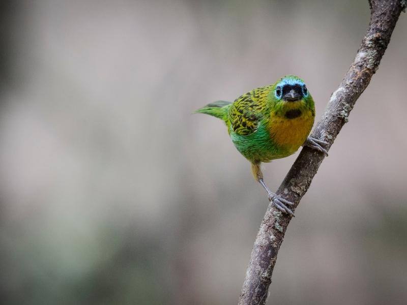 Oiseau observé à l'aide de jumelles
