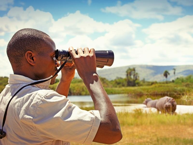 Un homme qui observe les animaux avec des jumelles lors d'un safari